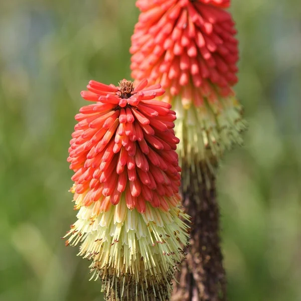 体育博彩棋牌游戏